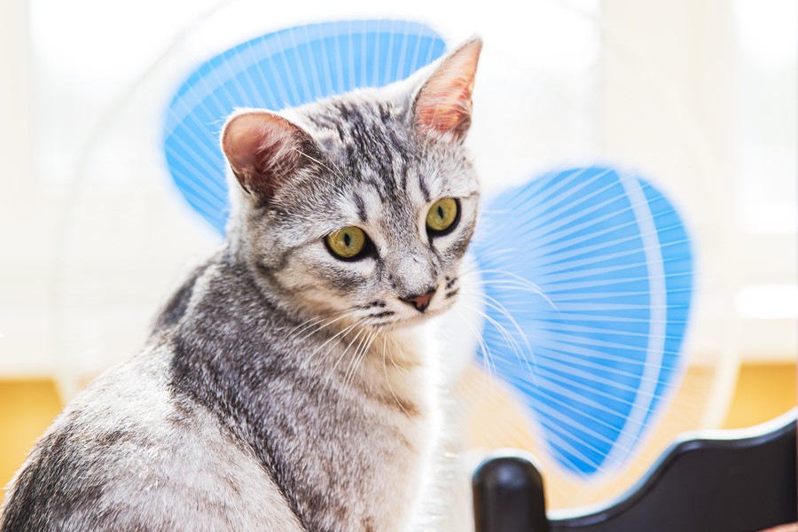 暑い夏…猫の暑さ対策に扇風機を使っても良い？