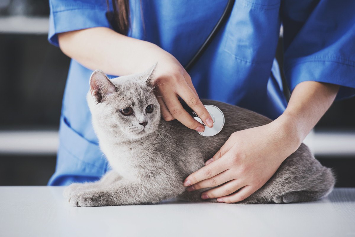猫も人もうつる『人獣共通感染症』とは？代表的な5つの病気と予防策