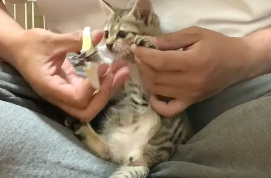 保護した子猫『初めての爪切り』挑戦した結果　イヤイヤモードが限界突破してしまう姿に「じゃれあい良いなぁ」「もふりたくなる」