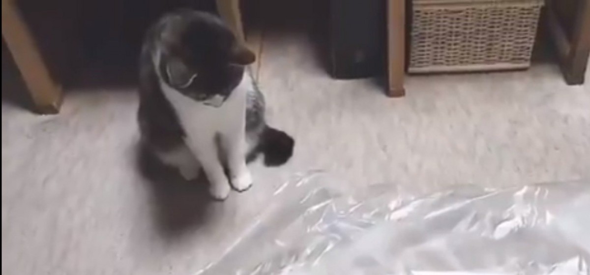どうしてこうなった？ビニール袋と一体化する猫さんが注目の的！