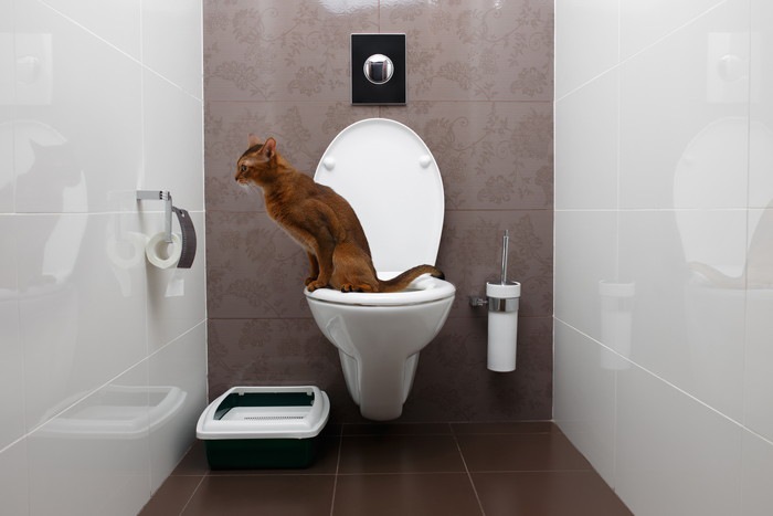 猫用全自動トイレのオススメ商品2選！その特徴や使い方
