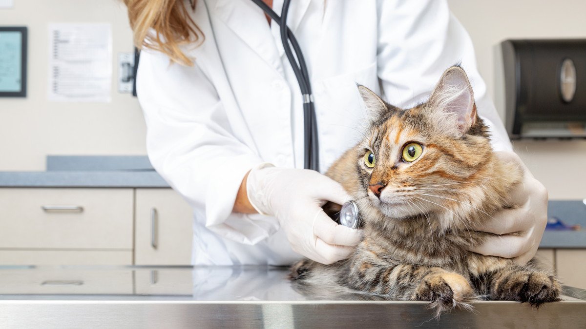 シニアになった猫がかかりやすい病気と予防のためにできること