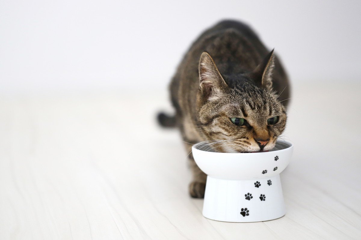 猫の『療法食』は飼い主判断であげてはダメ！正しい与え方や必要になるシチュエーション