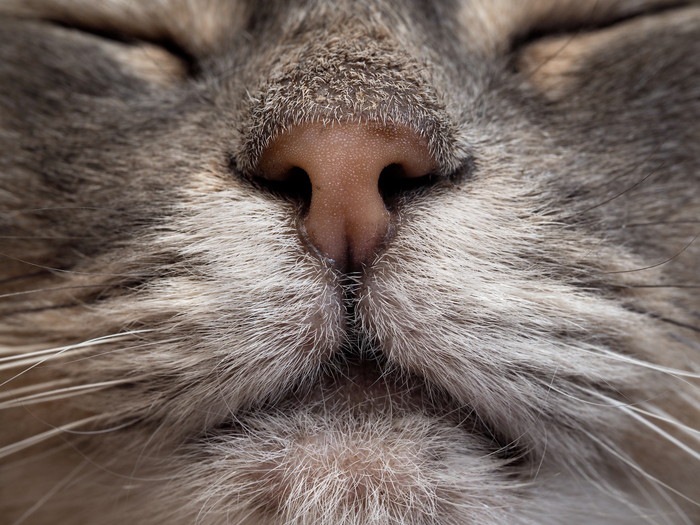 猫の鼻息が荒い！原因と考えられる病気