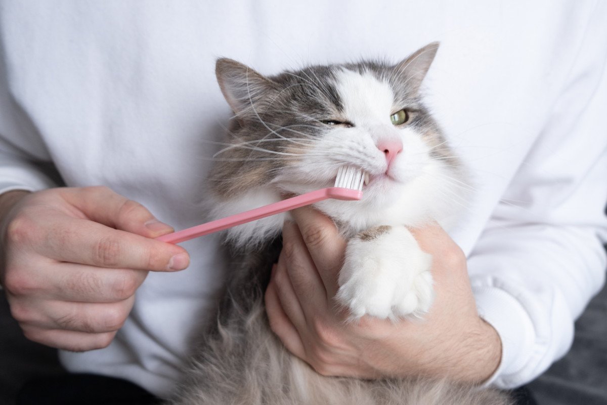 猫に『歯磨き』をしないとどうなる？2つのリスクと磨き方