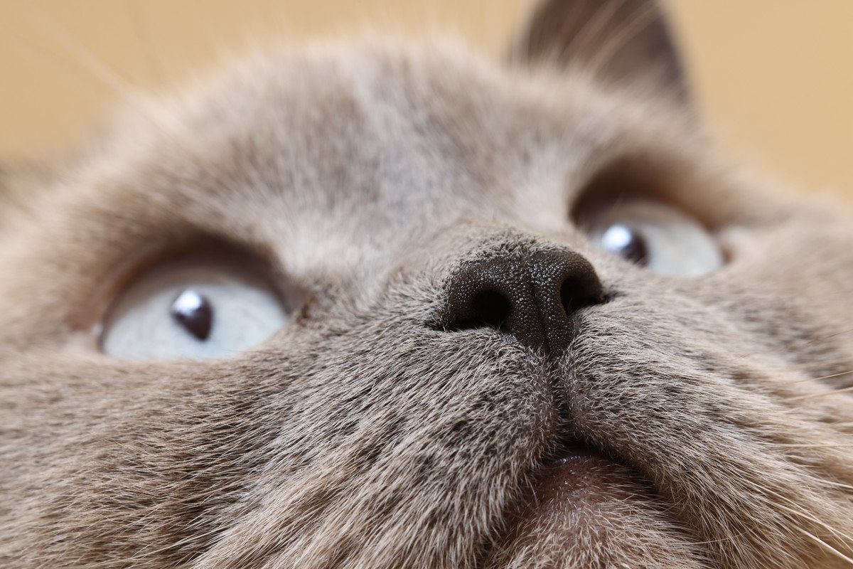 猫が『鼻をヒクヒクさせている』2つの原因　ニオイをかぐ以外に、病気の場合も