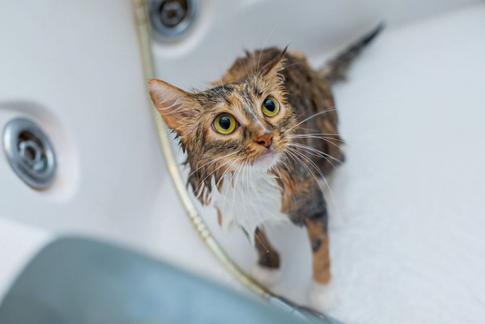 猫がお風呂嫌いになる理由は？上手な入れ方や嫌がる時の克服方法 