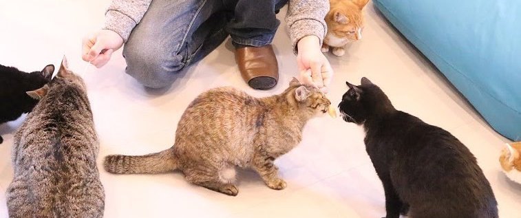 岡山の猫カフェ最新のおすすめ6選！子連れで行けるお店も