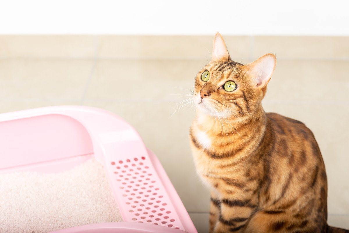猫の『トイレトレーニング』のポイント5選　大人猫でもトイレの場所を覚えてくれる？