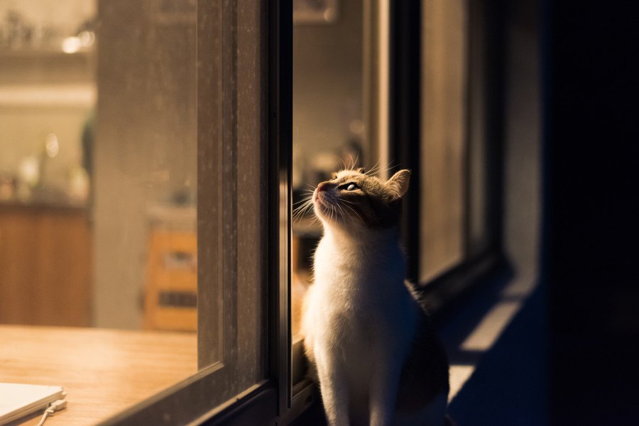 猫の『騒音対策』４つ！夜中にドタバタ暴れるのはどうしたらいい？