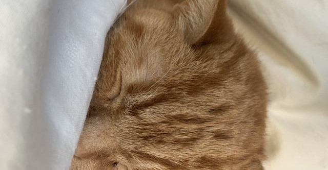 猫が『眠る場所』でわかる飼い主への信頼度3つ