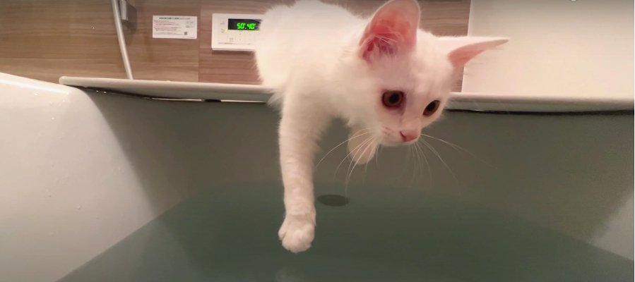 子猫ちゃんの大冒険♡お風呂場で見せた可愛らしい行動とは！？