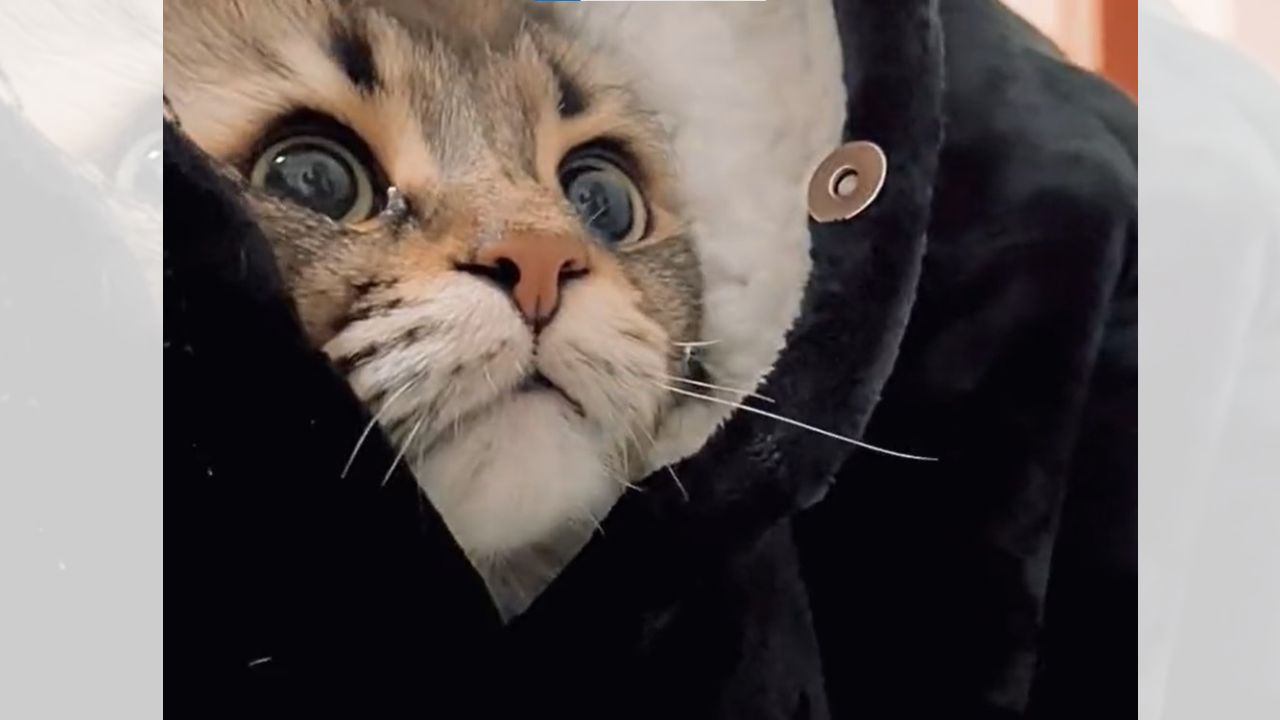 猫が『着る毛布』を見ると…まさかの可愛らしい行動が羨ましすぎると580万表示「いいなー」「私も買おうかな」と欲しがる人続々