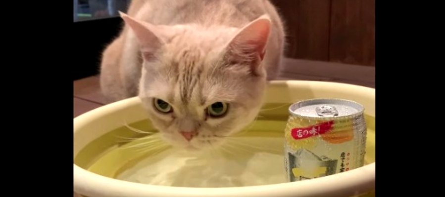 美味しいにゃ♡BBQで飲むお水は格別な猫ちゃん