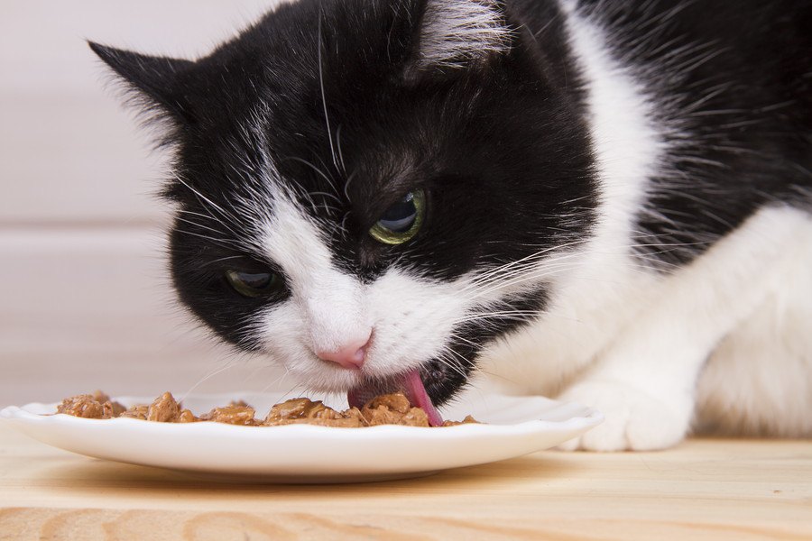 老猫が食べやすいフード４つの特徴