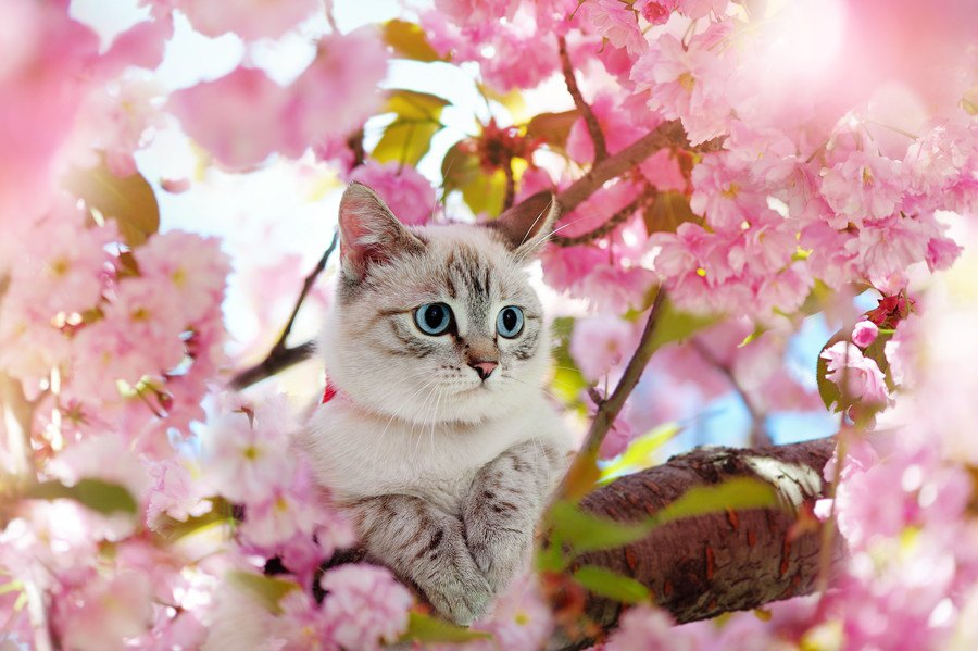 猫の『春』に注意したい病気4つ！気を付けたいトラブルも