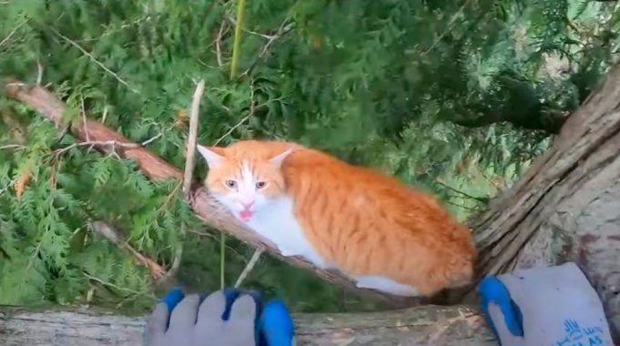 外出中に愛猫が行方不明に…木の上で発見し緊急レスキュー！
