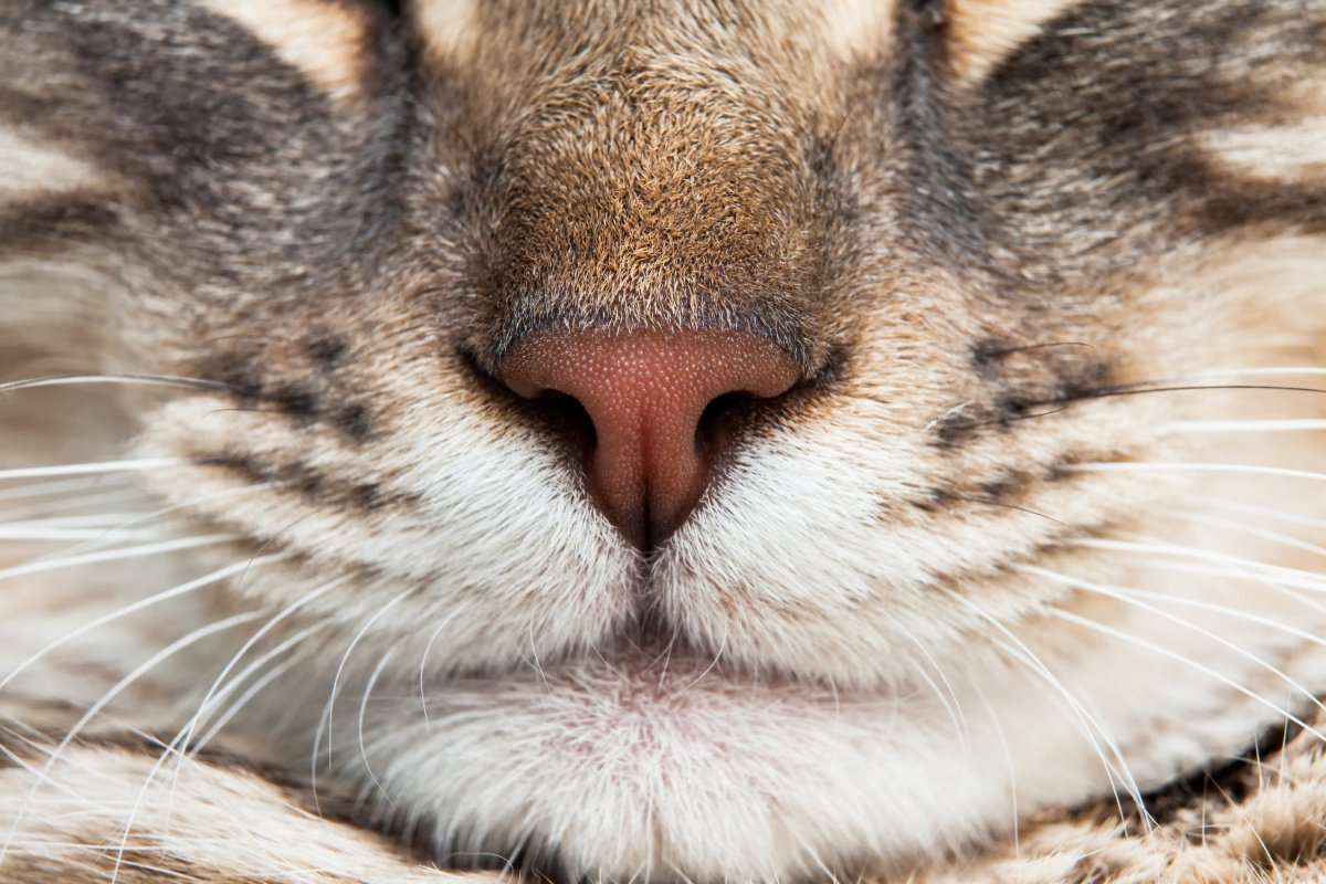猫が『大の苦手な匂い』5選！その理由と躾で使う場合の注意点も
