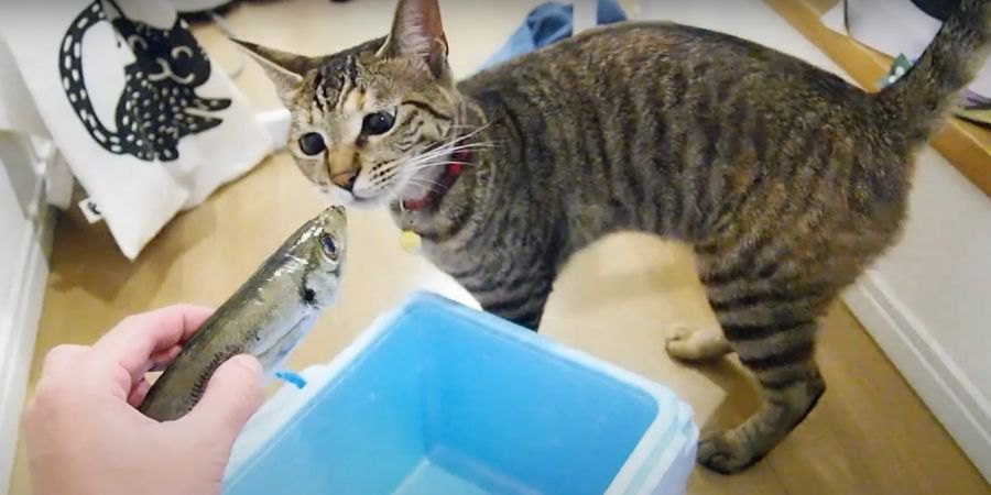 猫ちゃんの好物＝魚は間違い？？新鮮な魚を猫ちゃんに見せてみると…