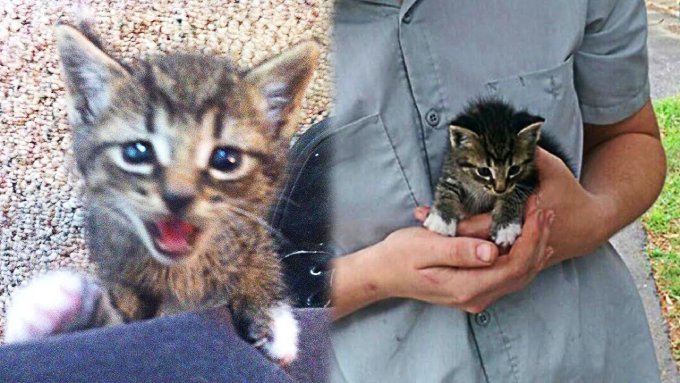 散歩中に出会った子猫…1年後に驚きの美猫へ成長！