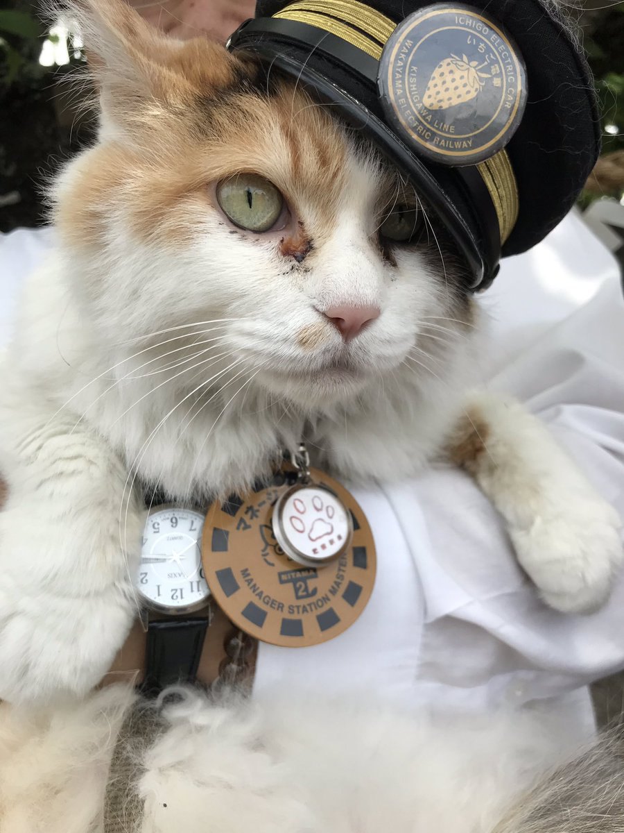 和歌山のおすすめ猫カフェ6選！たま駅長の「たまカフェ」も紹介♪