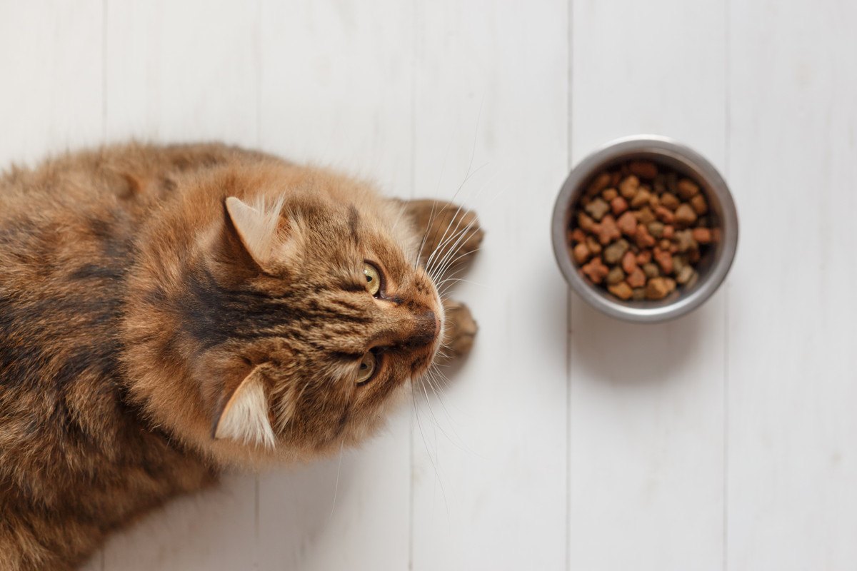 猫が『食欲不振』になっている時の行動3選と対処法