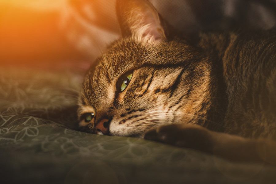 愛猫を失った悲しみから立ち直るための方法５つ