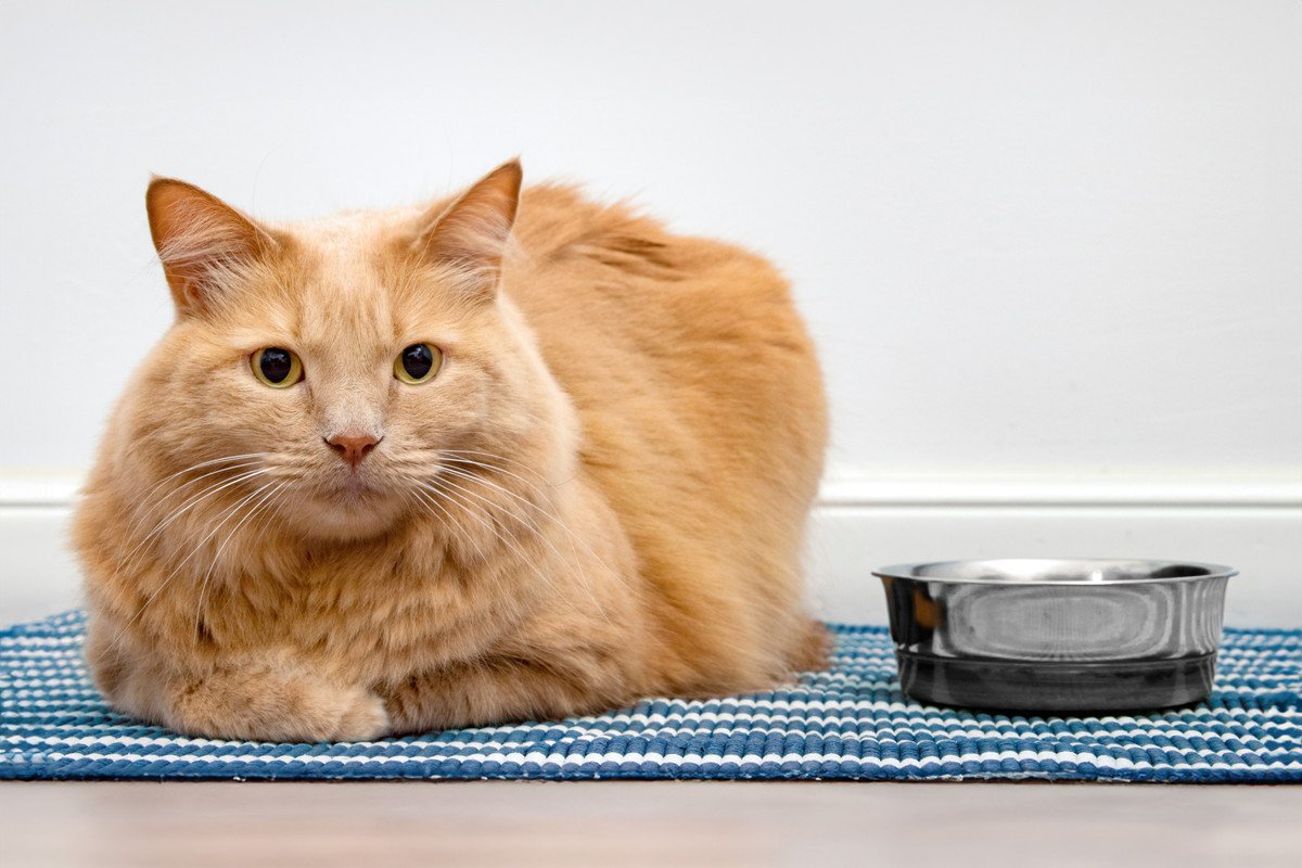 猫の『食欲が落ちたとき』考えられる4つの原因　放置すると危険な場合も
