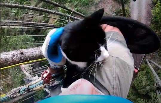 猫が目も眩む高さの木で鳴き叫ぶ…落下の危険を乗り越え救助！