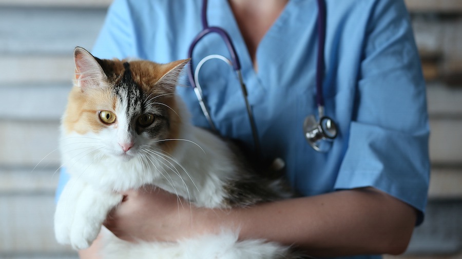 猫のストルバイト結石の症状や原因、治療法