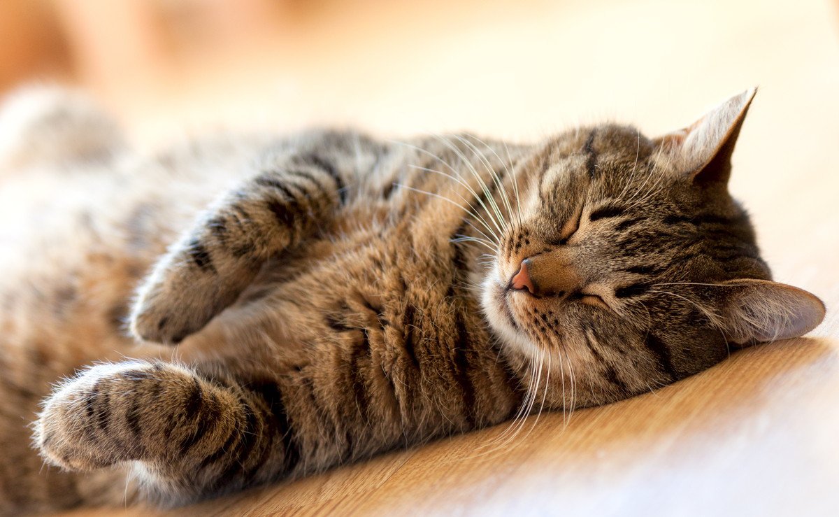 猫は何時間寝るの？適切な睡眠時間や寝姿でわかる安眠度・睡眠環境の整え方４つ