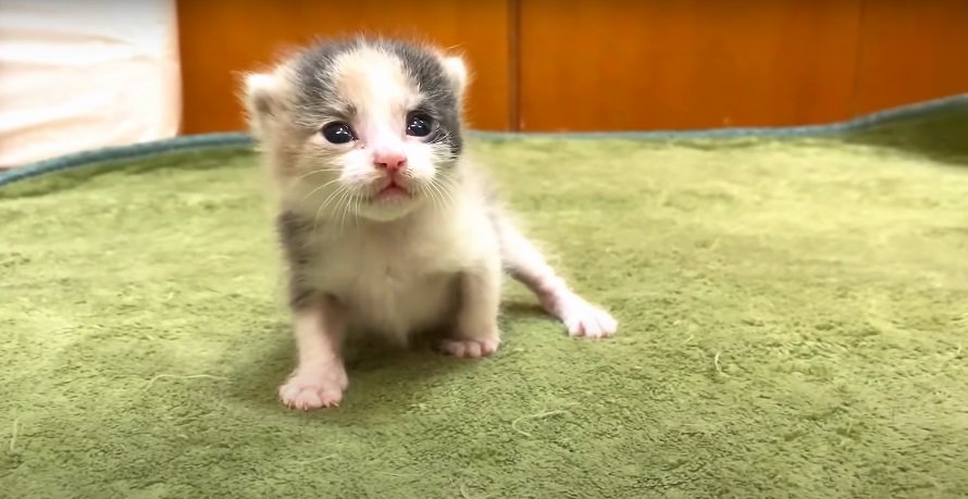 生後2週間の保護子猫が取った行動……一生懸命に生きようとする様子に44万人が注目 『なんか涙が出てくる』『感動した』の声