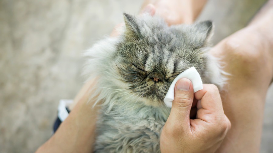 猫に涙やけができる理由と改善する方法