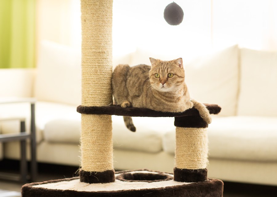 猫がキャットタワーで遊ばないのはなぜ？5つの原因