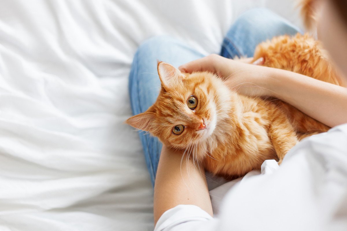 猫に『愛情が伝わる』お世話の仕方5つ♡甘やかすだけではいけないの？