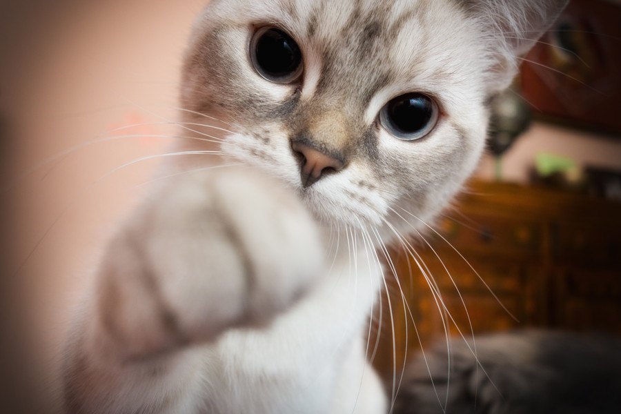 猫に『引っ掻かれたとき』に注意すべき3つの病気と対処法