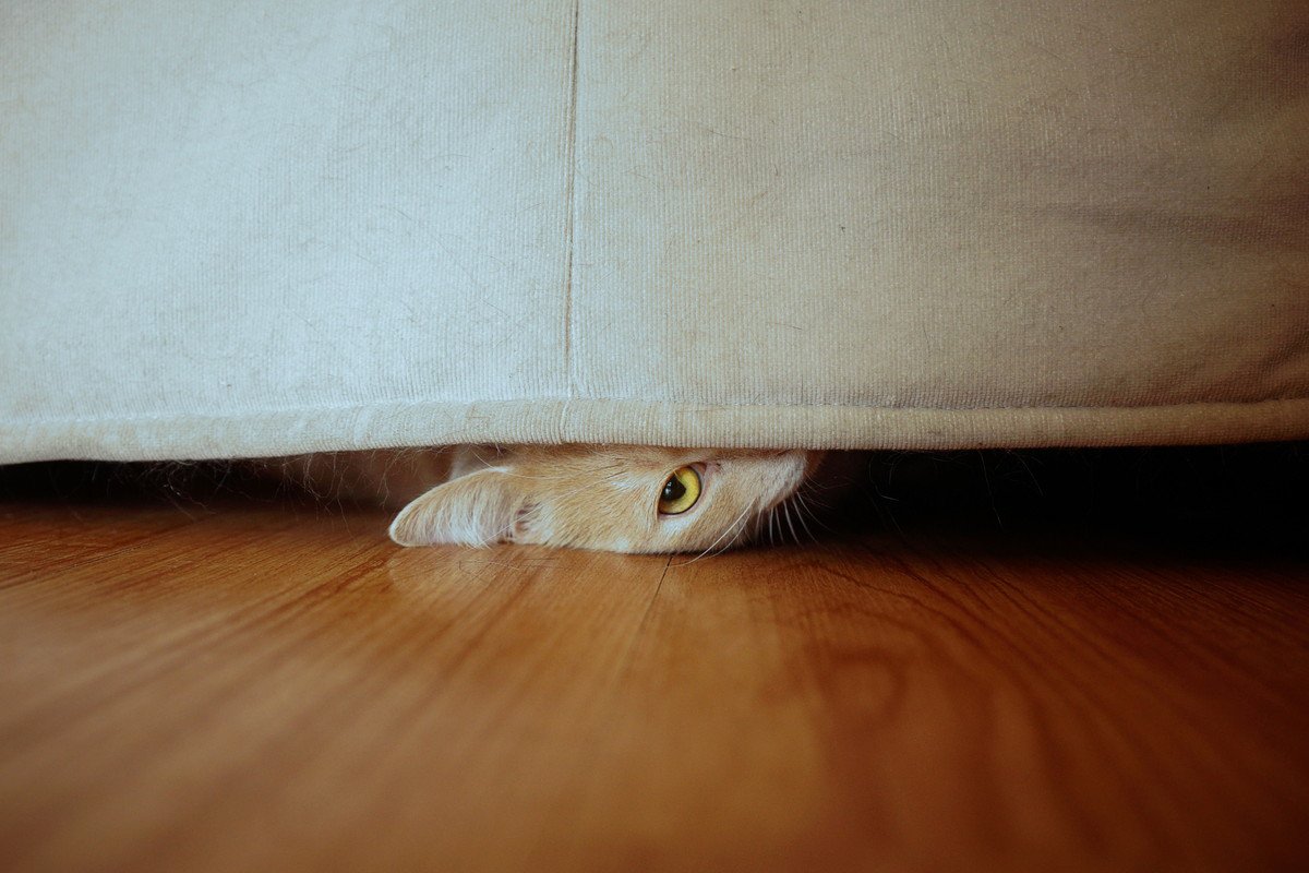 猫が『隠れやすい場所』3つとその理由　入り込んでほしくない場所への対策も