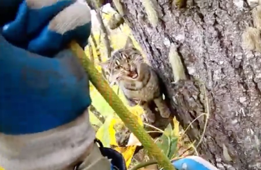 絶望的に高い木の上から猫の叫び声…困難な救助の行方は？