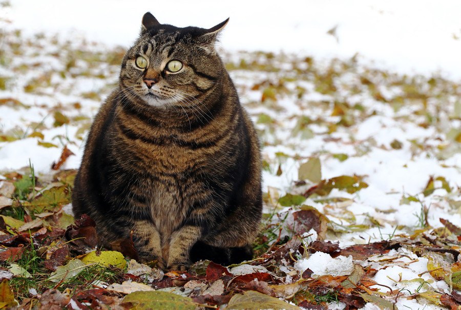 猫の『無理なダイエット』によって起こるかもしれないこと４つ
