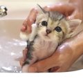 保護子猫を『初めてのお風呂』に入れたら…尊すぎる反応に165万再生の…