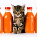 猫が死ぬ危険性のある『飲み物』3つ！飲んでしまった時の症状や対処法…