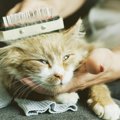 猫の毛球症の原因とその対策について
