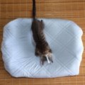 冷感接触の生地で猫ベッドのシーツを作りました。