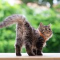 猫が『お尻を上げる』のはなぜ？4つの理由と対処法
