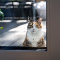 猫が『ずっと玄関にいる』のはなぜ？考えられる5つの理由　帰宅を待ってく…