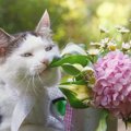 最悪死亡する事も…猫に紫陽花（アジサイ）は危険な花！食べてしまった…