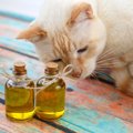 猫にオリーブオイルを与えても大丈夫？与える際の注意点や効果について