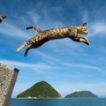 猫がジャンプに失敗するおもしろ動画5選！