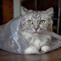 猫が紙袋やビニール袋で遊ぶ時の注意点4つ