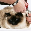 猫の爪切り方法の注意点と暴れる時の対処法